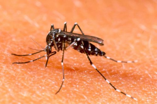 Muỗi mang siêu vi trùng Dengue từ người bệnh truyền sang người lành