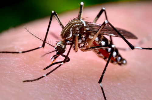 Muỗi đốt động vật nhiễm virut Nhật Bản rồi truyền virut sang người