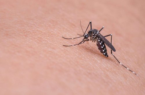 Muỗi vằn truyền virut sốt xuất huyết từ người bệnh sang người lành