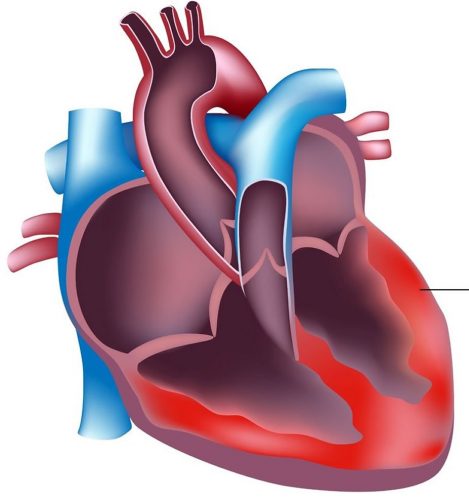 Viêm cơ tim do virus - triệu chứng và nguy cơ